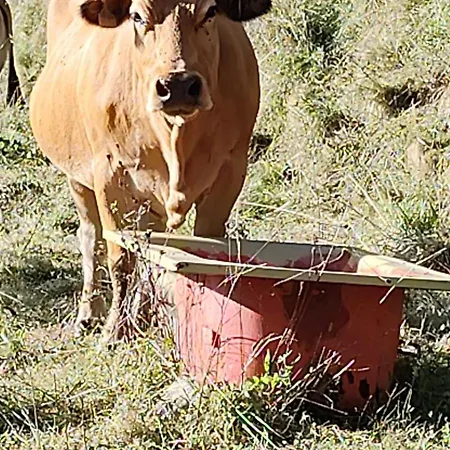 Casa vacanze Casa Granxias El Escobal